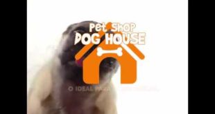 Comercial Dog House Pet Shop