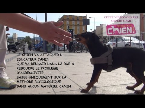 Comment apprendre à mon chien à ne plus être agressif