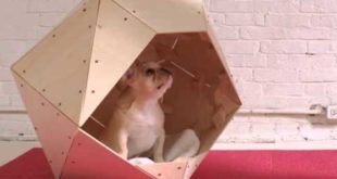 Cool Geometric DIY Doghouse Ideas