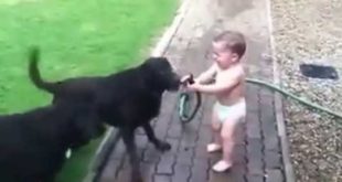 COUGHT ON CEMERA FUNNY SMALL BOY AND DOGS WATER GAMES