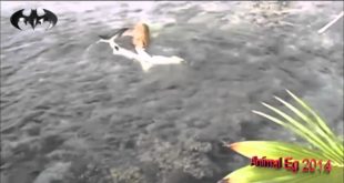 Crazy dogs hunting small sharks