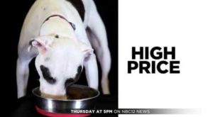 Curt Autry Investigates DOG FOOD