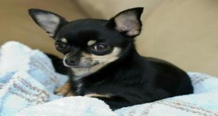 Cute Chihuahua Puppies Playing Vines | Funniest Dog Videos