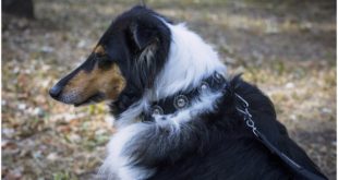 Cute Collie playing with Corgis