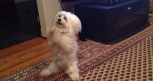 Cute Dog Begs for Food