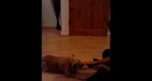 Cute Dog Steals Food