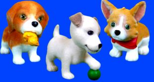 Cute DOGS and CATS – All Barking and Meowing! Big Collection of Small Pets
