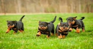 Cute Dogs and Puppies Rottweiler Video | Funny Dog Videos