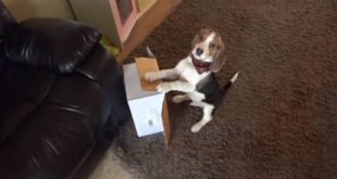 Cute Dogs helps Mom to make  home projector