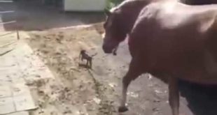 Cute Small Dogs To Control The Horse