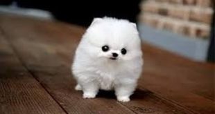Cute Small Dogs|The Top Smallest Dog Breeds in the World|CUTE DOGS