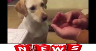 Daily news Dog pet food fertilize