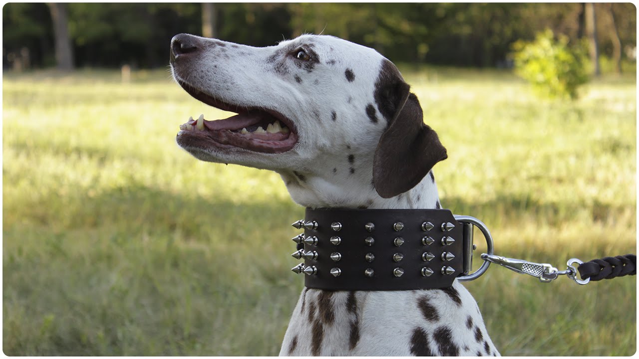 Dalmatian looks spicy in Extra Wide Leather Dog Collar with Spikes
