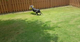 Deacon and the dog food bag June 2016