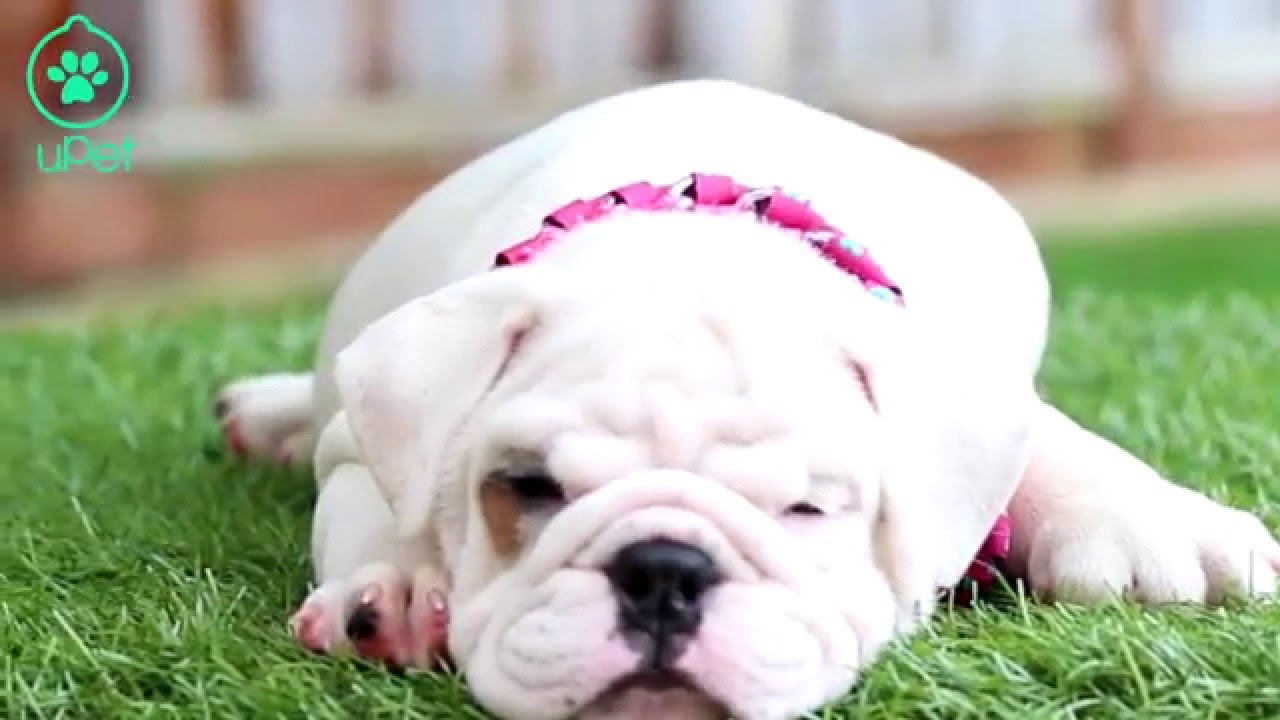Decorative Dog Collar (DIY)