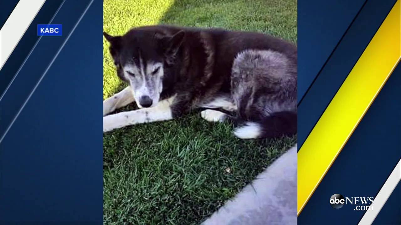 Deputies Shoot, Kill, Family Dog After Responding to Wrong House  ABC News