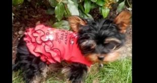 Designer dog clothes http://pawscouture