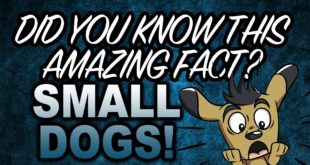 Did You Know This Amazing Fact? – SMALL DOGS!
