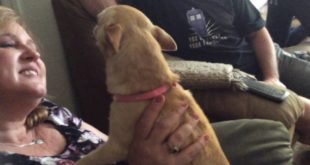 Dimondponygirls house-my friend has a talking dog