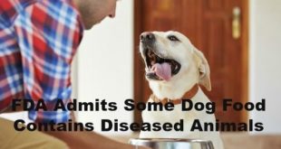 Diseased Animals In Dog Food