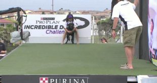 Diving Dog 2nd Place – 2016 Purina® Pro Plan® Incredible Dog Challenge® Western Regionals