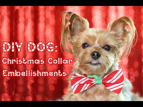DIY Dog: Christmas Collar Embellishments