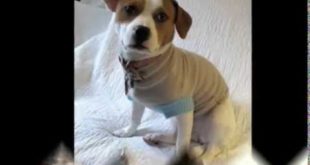 DIY Dog Clothes