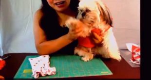 DIY Dog Clothes : How To Create Dog Clothes From Used T-Shirt