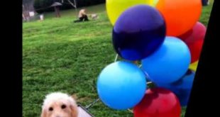 DIY Dog Clothes Ideas