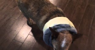 DIY DOG CONE ALTERNATIVE e-collar