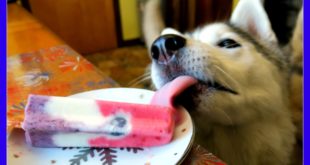 DIY DOG TREATS PATRIOTIC PUPSICLE | Snow Dogs Snacks 52 | Dog Treats | Popsicles
