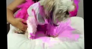 ✂  DIY How to Make Easy Pink Dog Clothes Tutu Chihuahua Ballerina Dresses  ♡