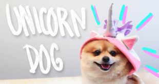 DIY Unicorn Dog Clothes – Hello Dudettes