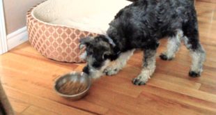 Do Other Dogs Do This With Their Food Bowls?