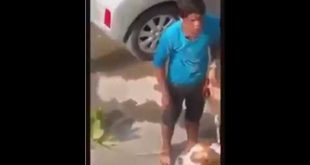 Dog Accidents In House