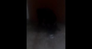 Dog asking food
