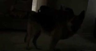 Dog at night me eat food