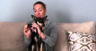 Dog Bark Collar has saved my sanity! I love it