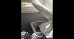 Dog beginning for food