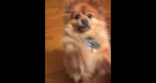 Dog begs for food