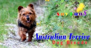 Dog Breeds ♥ Australian Terrier ✔