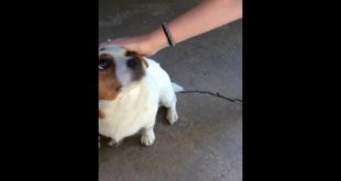 Dog butt scratches ( she really wants the food that person has )