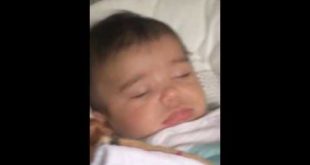 Dog carries food baby snores