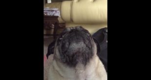 Dog catching then eating food in slow mo