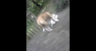 Dog chewing house