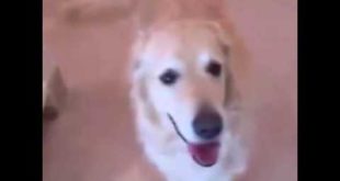 Dog cleans house