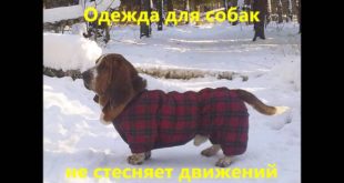 Одежда для собак / Dog Clothes