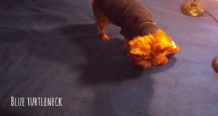 Dog Clothes – A Yorkies wardrobe