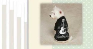 Dog Clothes and Accessories – Providing Luxury Life For Your Furry Friend