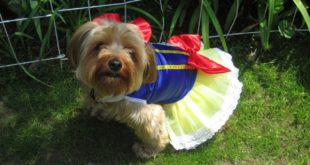Dog Clothes Pattern